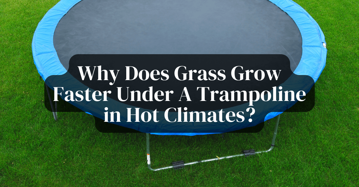Why Does Grass Grow Faster Under A Trampoline in Hot Climates